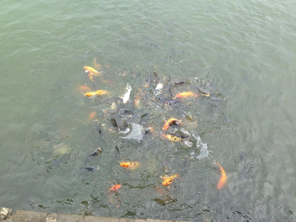Tam Coc Homestay Ninh Binh Exterior foto